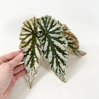 Begonia 'Silver Beauty' [#1943]