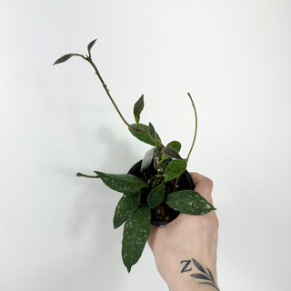 Hoya rundumensis (splash)