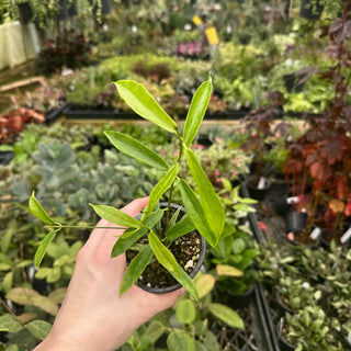 Hoya chlorantha var. chlorantha