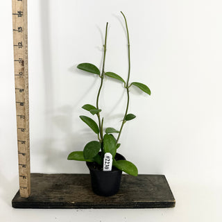 Hoya liangii [#2230]