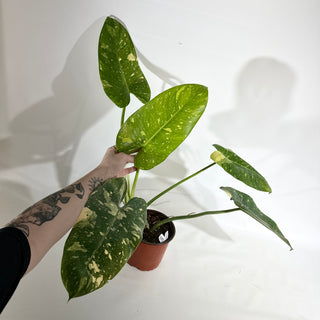 Philodendron 'Jose Buono' (Texas Form) [#1973]