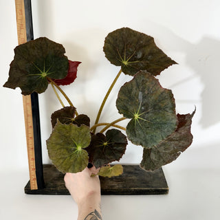Begonia 'Selph's Mahagony' (XL Pot) [#2052]