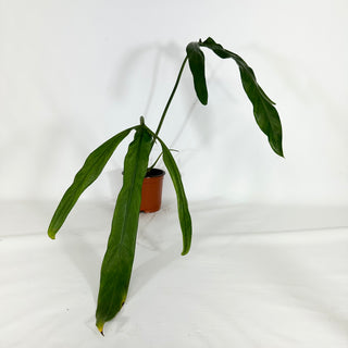 Philodendron holtonianum (Non-TC) [#1164]