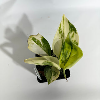 Z-4978 - Scindapsus pictus 'Jade Satin' aurea-variegata