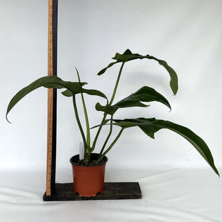 Z-2294 - Philodendron 'Jerry Horne'