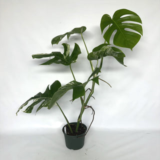 Z-2125 - Monstera deliciosa var. borsigiana albo-variegata
