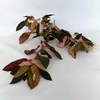 Z-2211 - Begonia ‘Withlacoochee’ (Variegated)