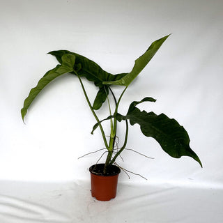 Z-2297 - Philodendron acuminatissimum