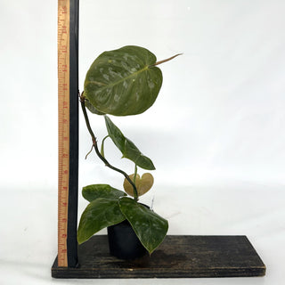 Z-2145 - Philodendron aff. brandtianum (Shingling Form)