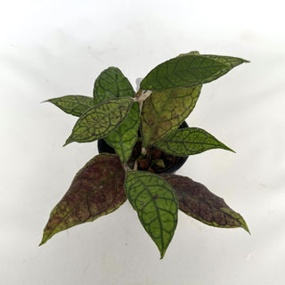Z-2172 - Hoya finlaysonii