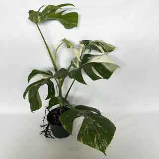 Z-2234 - Monstera deliciosa var. borsigiana albo-variegata