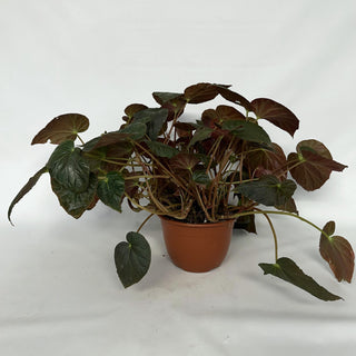Z-2229 - Begonia pavonina - 6in Hanging Basket **NEW**