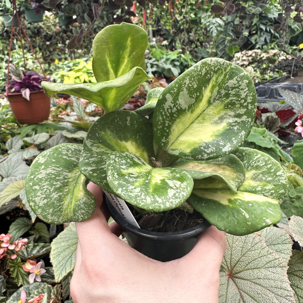 Hoya obovata variegata (Splash) – Steve's Leaves