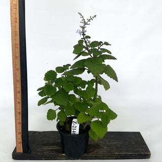 Z-2146 - Plectranthus ernstii (Bonsai Mint)