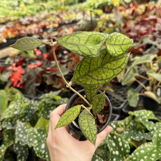 Hoya finlaysonii