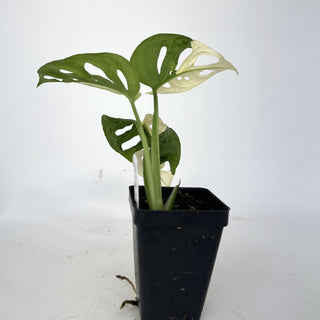 Z-2216 - Monstera adansonii albo-variegata