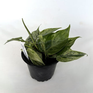 Philodendron hederaceum variegata