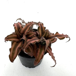 Cryptanthus bivittatus ‘Earth Star’