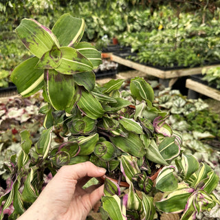 Callisia congesta 'Variegata' - 6" Hanging Basket