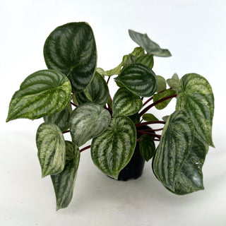 Z-2160 - Peperomia argyreia variegata