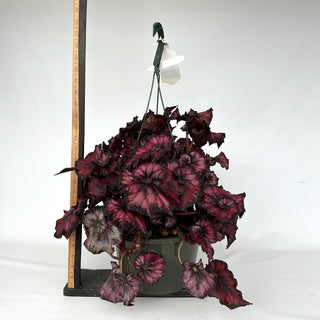 Z-2181 - Begonia 'Steve's Leaves Phantom' - 10in Hanging Basket **NEW**