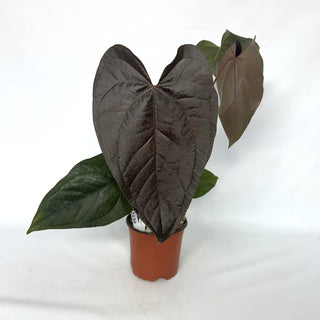 Z-2130 - Anthurium ‘Queen of Hearts’