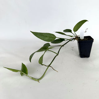 Z-2161 - Epipremnum pinnatum "Cebu Mint"