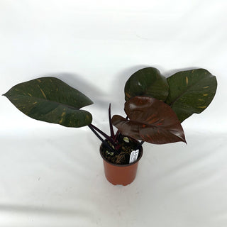 Z-2129 - Philodendron 'Orange Princess'