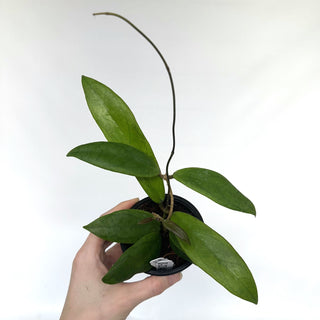 Z-2148 - Hoya 'Evy'