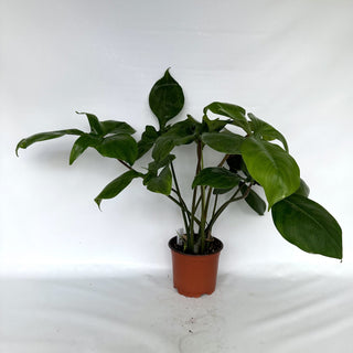 Z-2251 - Philodendron sp. 69686 x subhastatum **2nd Release**