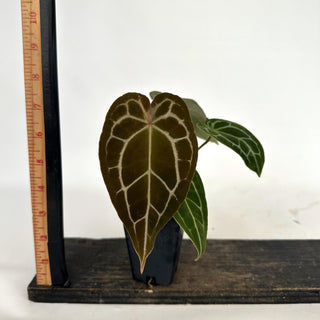 Z-2157 - Anthurium forgetii/'Ace of Spades' X 'Zara'/'Michele'