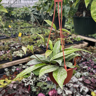 Hoya pubicalyx x carnosa - 6” Hanging Basket