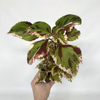 Z-2132 - Plectranthus hybrida (Coleus) 'Anna'