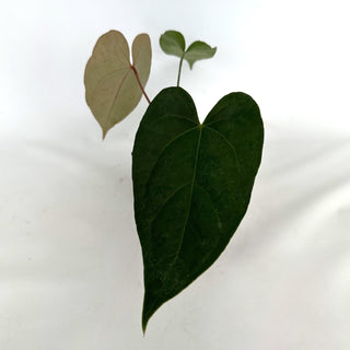 Z-2158 - Anthurium crystallinum x nigrolaminum 'Gigi'