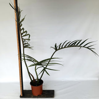 Z-2243 - Philodendron tortum (Non-TC) - XL Pot