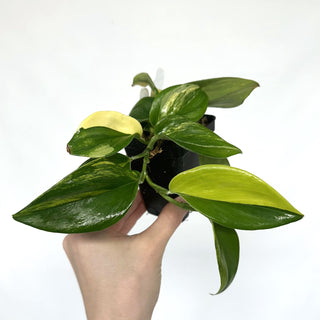 Z-2135 - Scindapsus 'Rubicon'