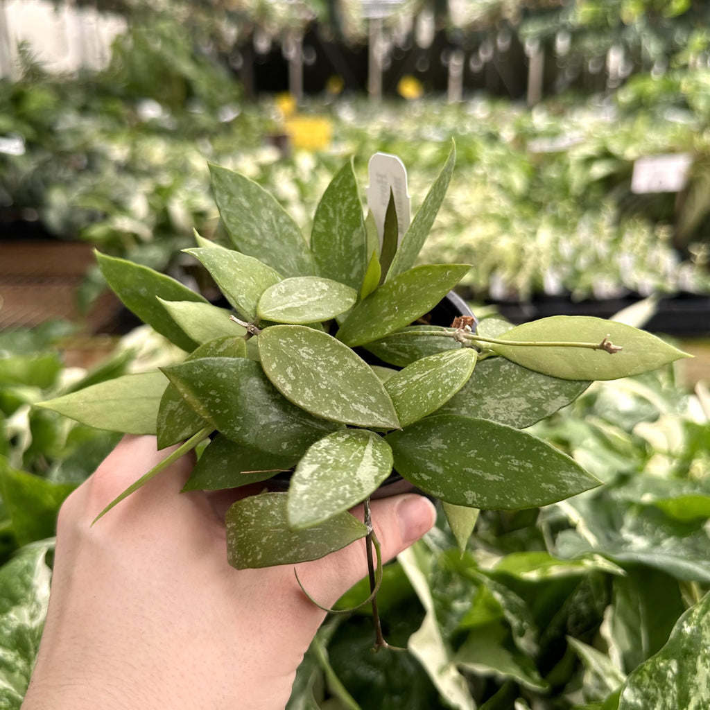 Hoya balaensis | Steve's Leaves Apocynaceae Exotic Plants