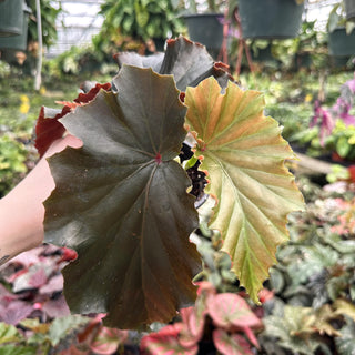 Begonia 'Black Out'