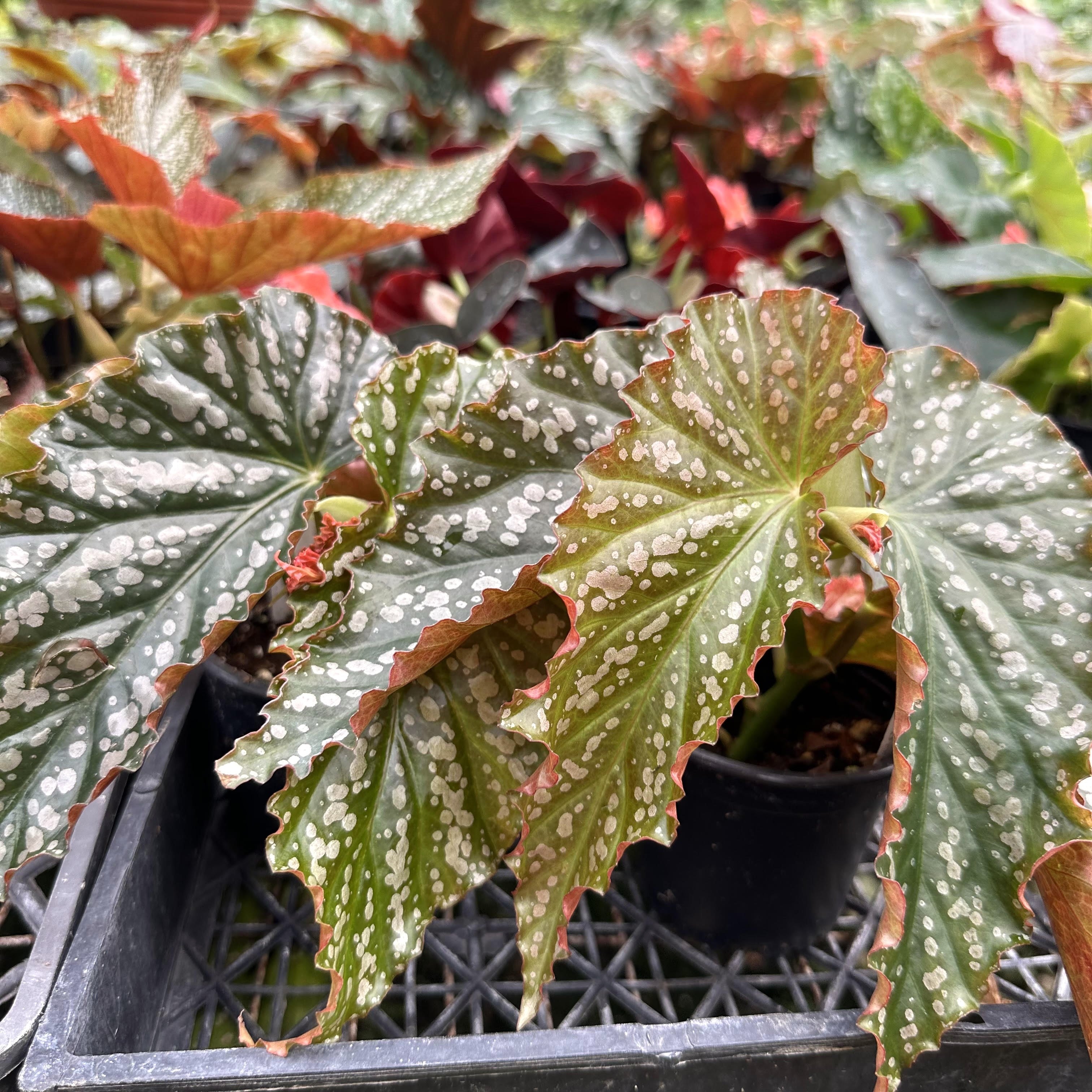 begonia house plants pictures Begonia 'Beautiful Dreamer'