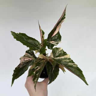 Z-2188 - Begonia 'Ginny Galaxy'