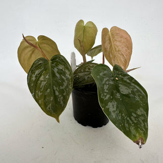 Z-2166 - Philodendron aff. brandtianum (Shingling Form)