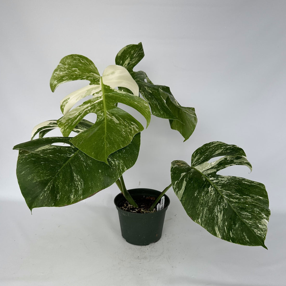 In Stock | Steve's Leaves Exotic Plants, Rare Tropical Plants & More ...