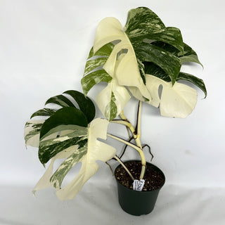 Z-2204 - Monstera deliciosa var. borsigiana albo-variegata