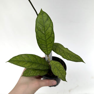Z-2199 - Hoya ‘Alyona’ **2nd Release**