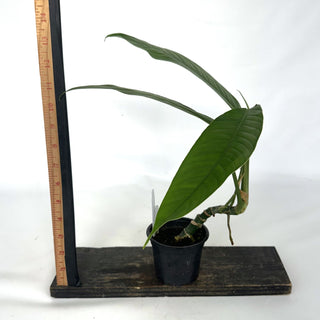 Z-2140 - Rhaphidophora megasperma