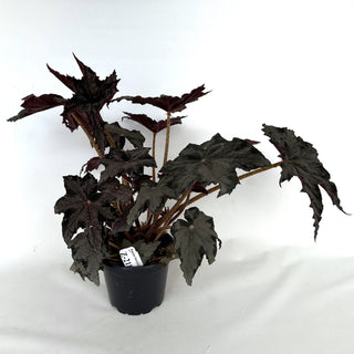 Z-2185 - Begonia ‘Steve’s Leaves Blizzard Bloom’ - 5in Pot **NEW**