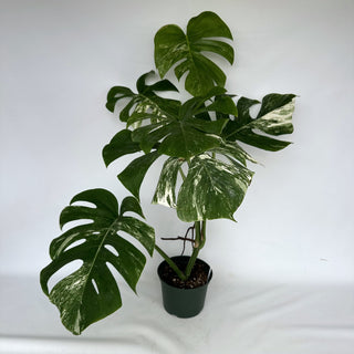 Z-2153 - Monstera deliciosa var. borsigiana albo-variegata