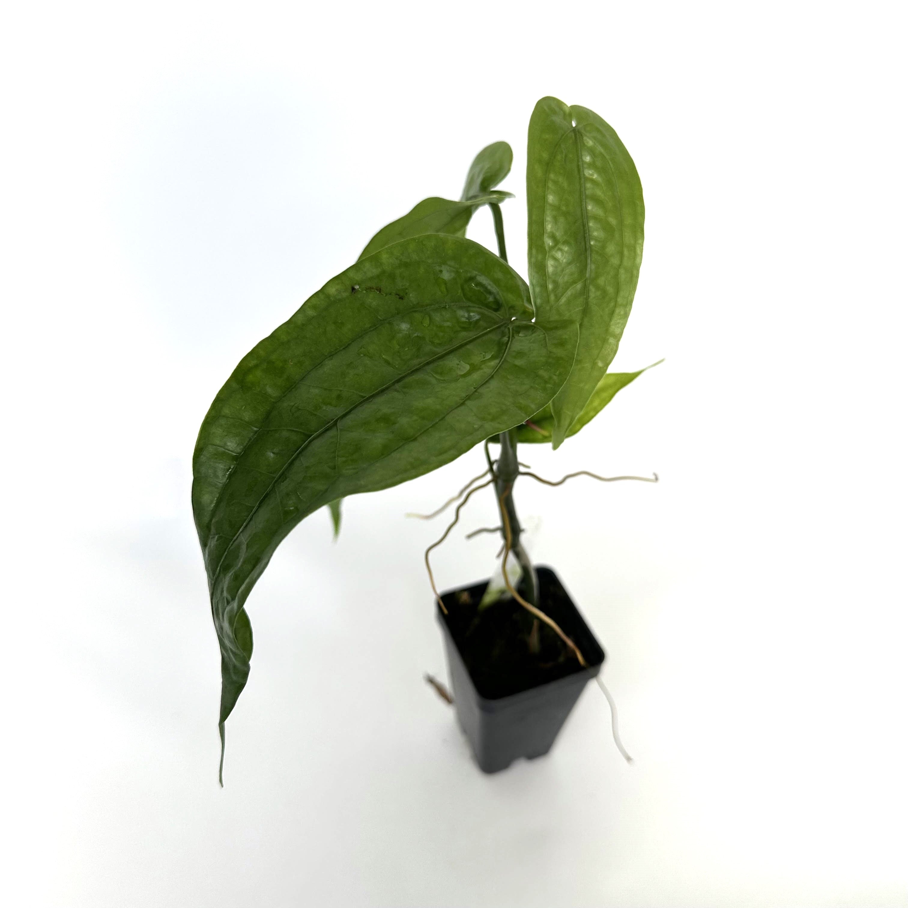 anthurium limon Anthurium sp. 'Limon'