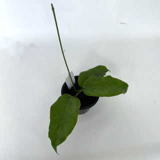 Z-2217 - Hoya ‘Kaimuki’ **NEW Release**