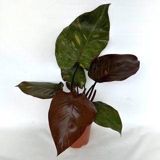 Z-2182 - Philodendron 'Orange Princess'